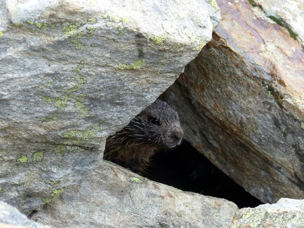 Marmota Alpina Una Cueva Las Altas Montañas Austria — Foto de Stock