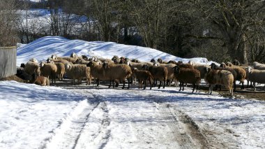 Dağ koyunu sürüsü (Ovis arsaları) yolda, Bavyera Alpleri