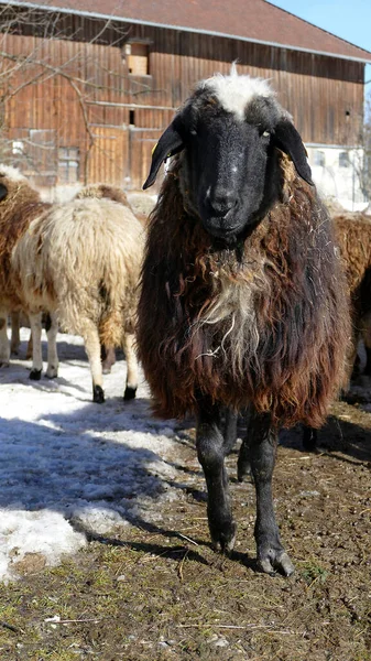 Troupeau Moutons Montagne Ovis Aries Sur Sentier Alpes Bavaroises — Photo