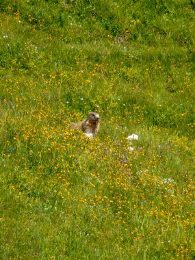 Marmot Schildenstein Dağı, Bavyera, Almanya