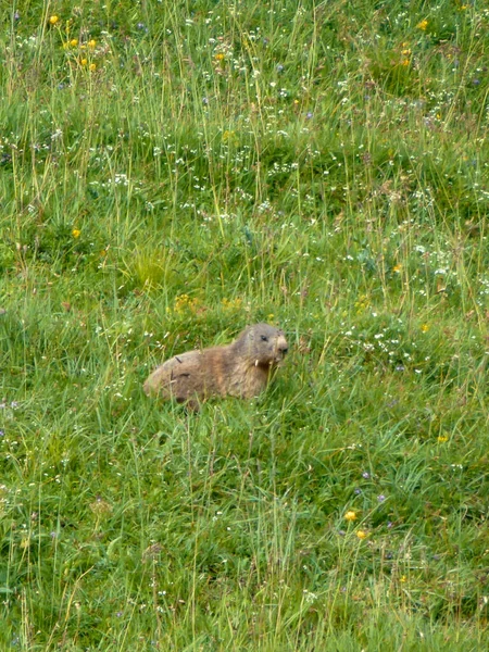 Marmotta Sul Monte Schildenstein Baviera Germania — Foto Stock