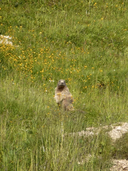 Marmot Górze Schildenstein Bawaria Niemcy — Zdjęcie stockowe