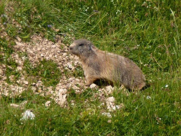 Marmot Montaña Schildenstein Baviera Alemania —  Fotos de Stock