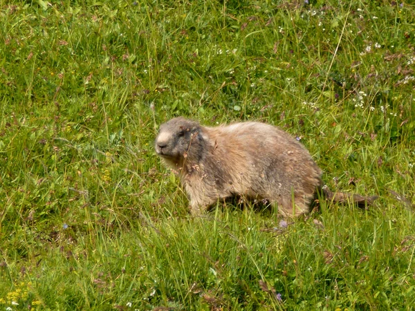 Marmot Montaña Schildenstein Baviera Alemania — Foto de Stock