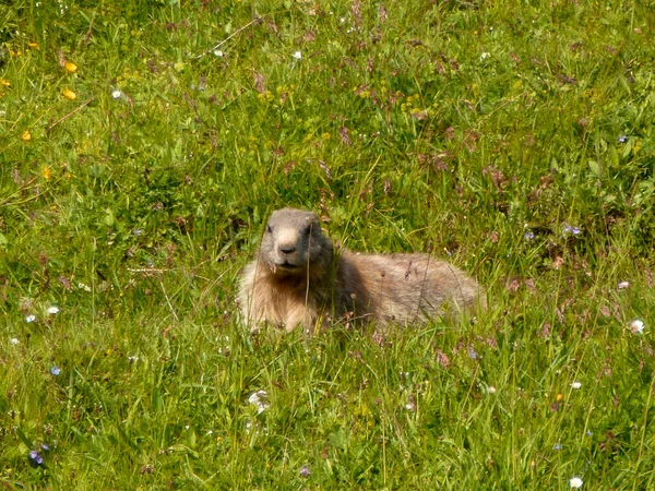 Marmot Montaña Schildenstein Baviera Alemania —  Fotos de Stock