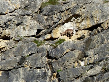 Genç dağ keçisi (Capra dağ keçisi) sonbaharda yüksek dağlarda