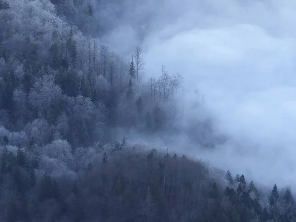 Floresta Nebulosa Inverno Cima — Fotografia de Stock