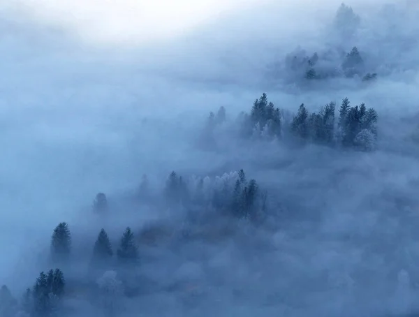 Foggy Skog Vintern Från Ovan — Stockfoto