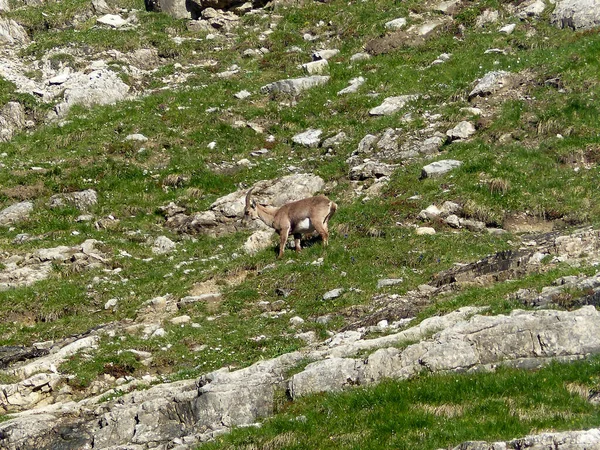 高い山の中の若いアルパインIbex Capra Ibex — ストック写真