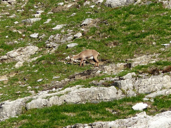 Unga Alpina Ibex Capra Ibex Höga Bergen Hösten — Stockfoto