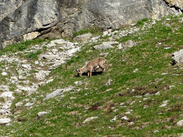 Ibex Alpino Capra Ibex Las Altas Montañas Otoño — Foto de Stock