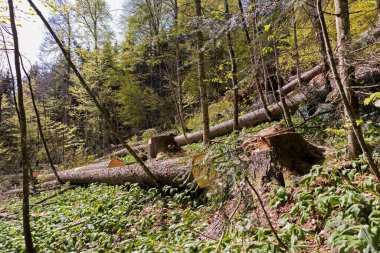 Şiddetli fırtına ve kardan sonra ormandaki rüzgarlı ağaçlar