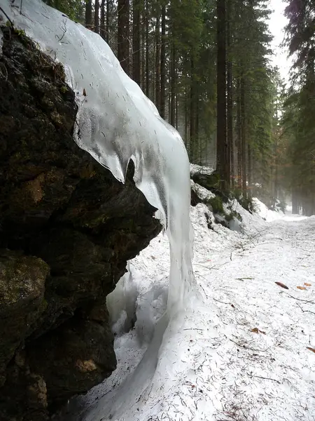 Inverno Floresta Baviera — Fotografia de Stock