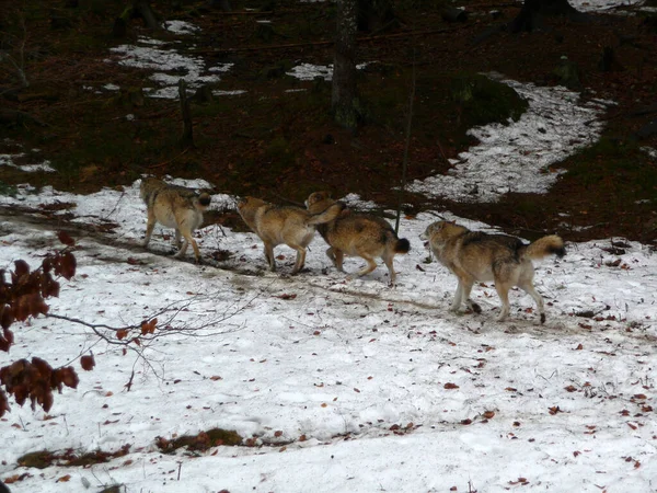 Embalagem Lobos Canis Lupus Wintertim — Fotografia de Stock
