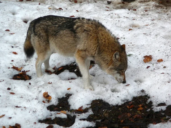 Lobo Canis Lupus Inverno — Fotografia de Stock