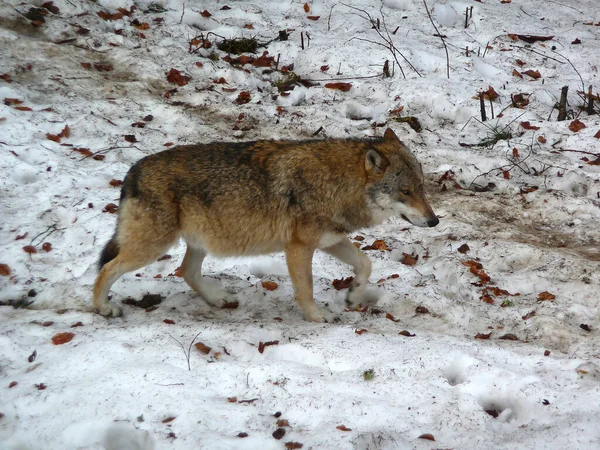 Lobo Canis Lupus Inverno — Fotografia de Stock