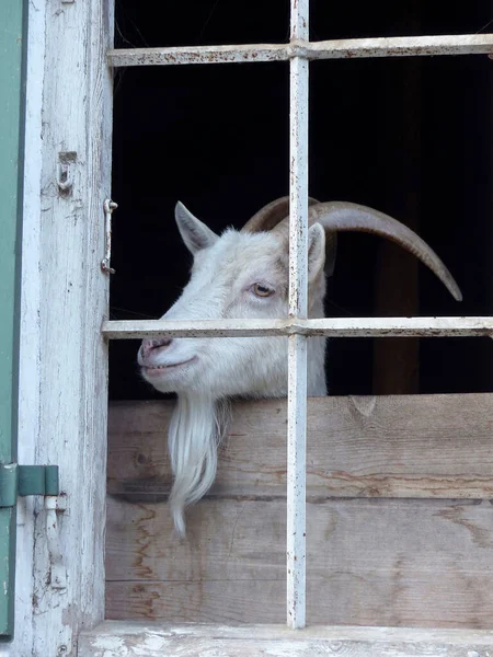 Hegyi Kecske Bajor Hegyekben Németország Tavasszal — Stock Fotó