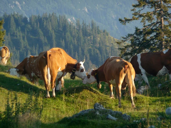 Herd Cows Austrian Alps — Stock Photo, Image