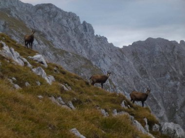 Hackenkopfe dağlarındaki papağan sürüsü, Wilder Kaiser, Tyrol, Avusturya