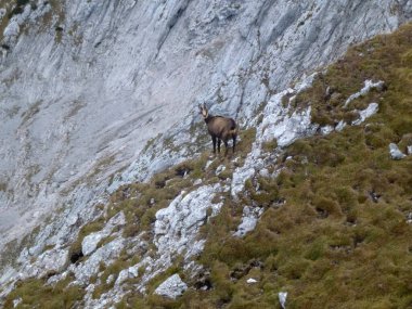 Hackenkopfe dağlarında Chamois, Wilder Kaiser, Tyrol, Avusturya