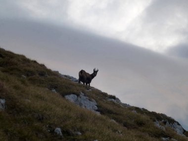 Hackenkopfe dağlarında Chamois, Wilder Kaiser, Tyrol, Avusturya