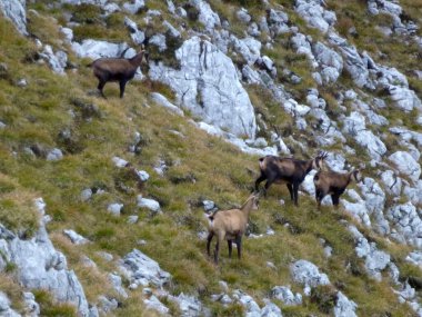 Hackenkopfe dağlarındaki papağan sürüsü, Wilder Kaiser, Tyrol, Avusturya