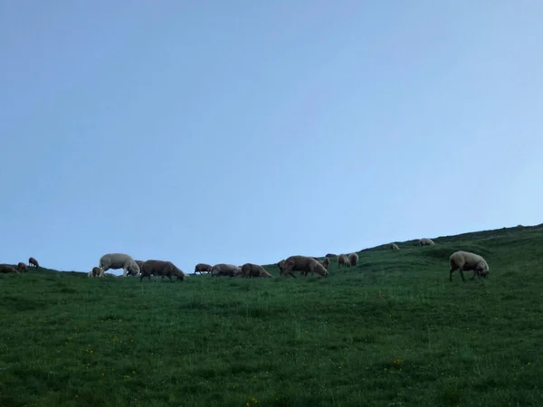 Stubai Yüksek Irtifa Yürüyüş Parkurunda Koyun Tur Tyrol Avusturya — Stok fotoğraf