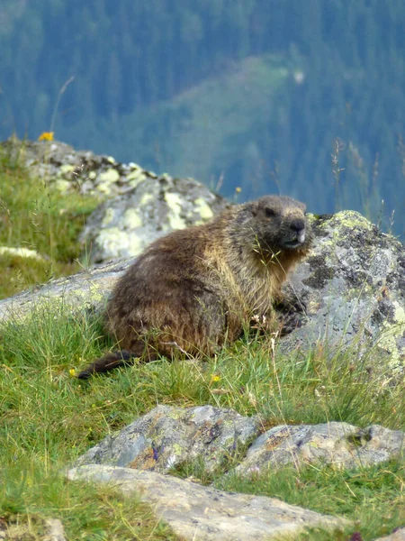 Marmot Stubai High Altitude Hiking Trail Lap Tyrol Austria — Stock Photo, Image