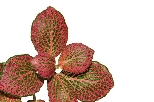 Plant — Stock Photo, Image