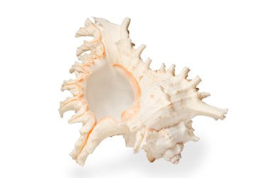 büyük deniz kabuğu.