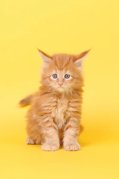 Maine Coon gatito sobre un fondo amarillo — Foto de Stock