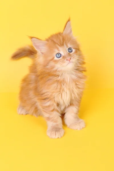 Maine Coon gatito sobre un fondo amarillo — Foto de Stock