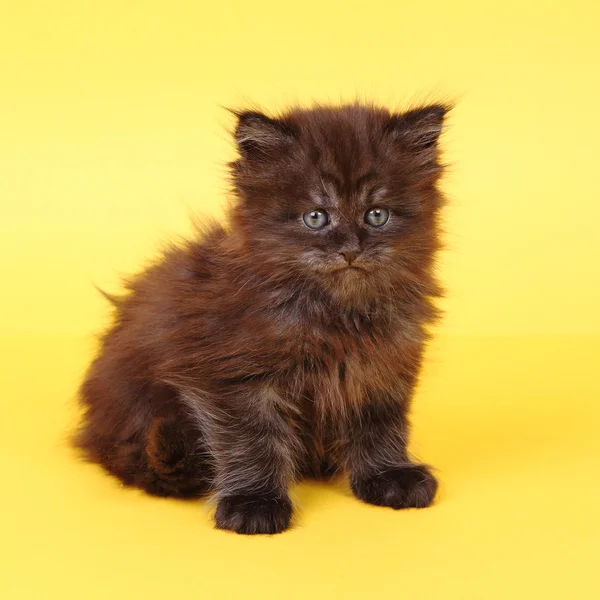 Svart Maine Coon kattunge på gul bakgrunn – stockfoto