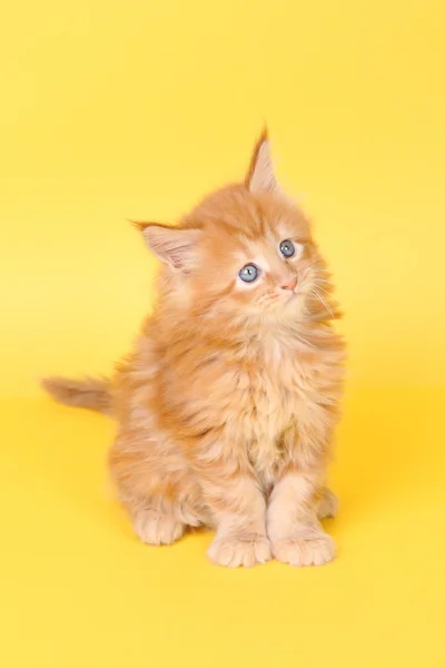 Maine Coon kitten — Stock Photo, Image