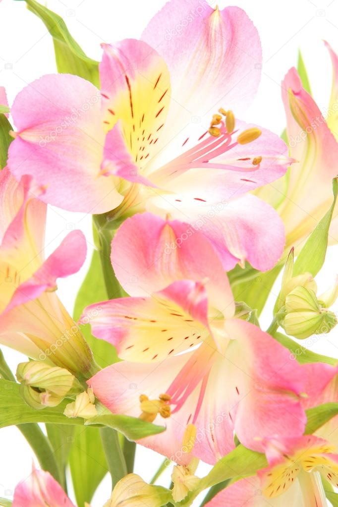 flowers isolated on white background.