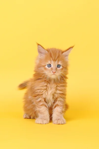Maine Coon kitten on a yellow background — Stock Photo, Image