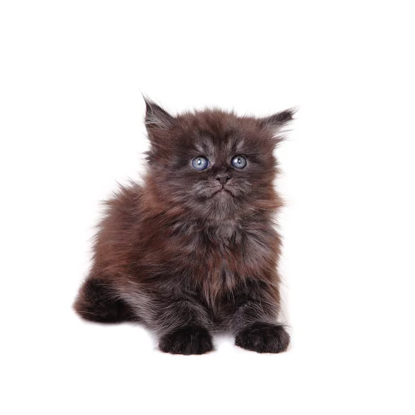 Cute Maine Coon kitten on white background — Stock Photo, Image