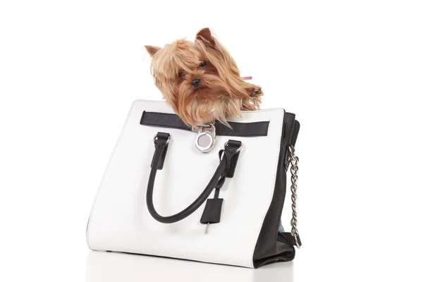 Yorkshire terrier sits in the bag — Stock Photo, Image