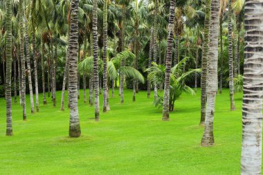 yeşil çim ve palmiye ağaçları ile çayır