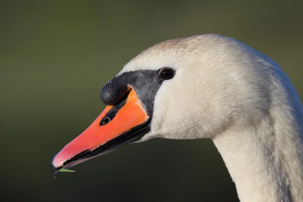 Portrait de cygne muet — Photo