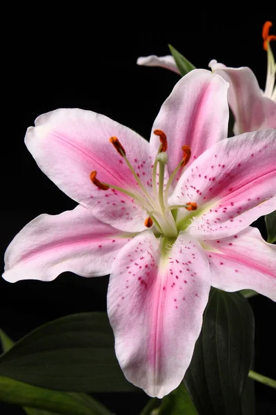 Photo Lily Black Background — Stock Photo, Image