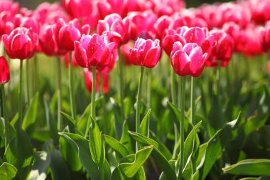 Baharın fotoğrafı Bahçedeki güzel laleler