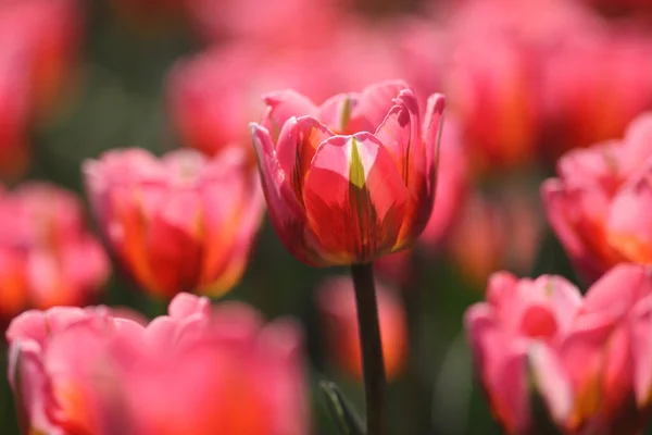 Foto Forår Smuk Tulipaner Den Have - Stock-foto