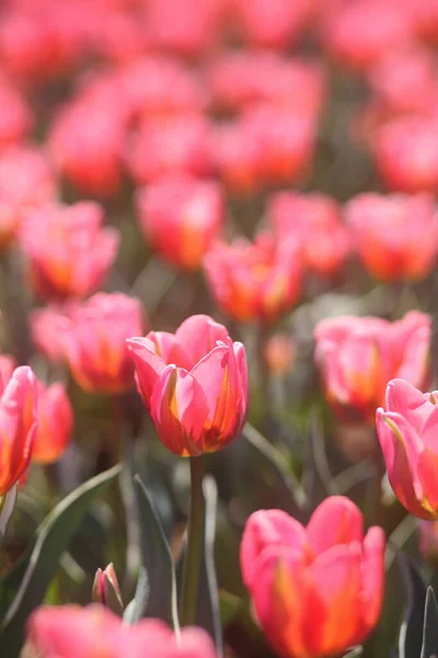 Фото Весенних Красивых Тюльпанов Саду — стоковое фото
