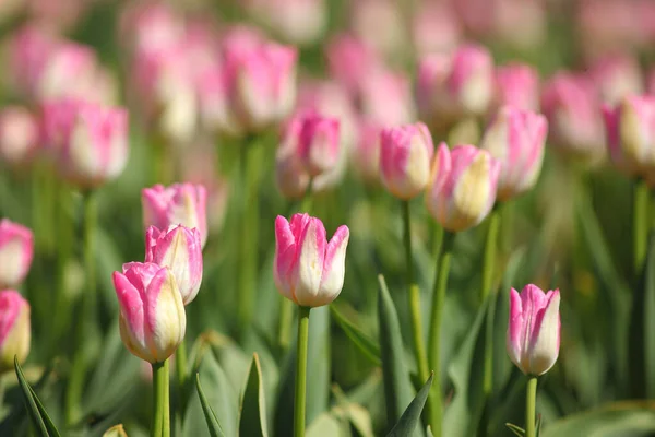 Фото Весенних Красивых Тюльпанов Саду — стоковое фото