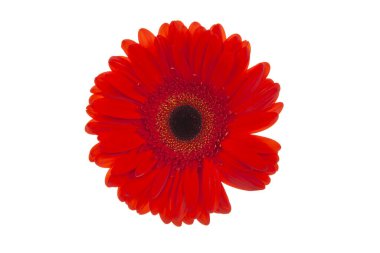 Bigg Gerbera çiçeği beyaz arka planda izole edilmiş