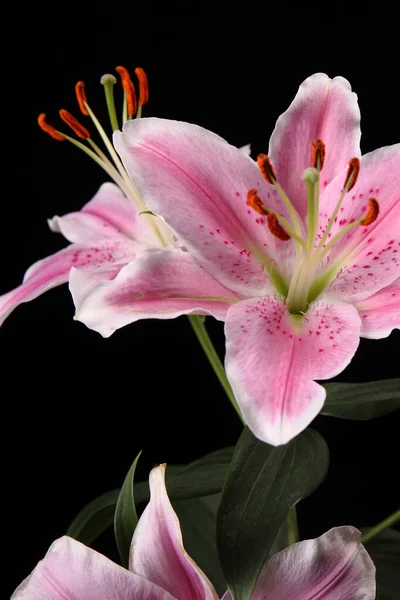 Большой Цветок Лилии Изолированы Черном Фоне — стоковое фото