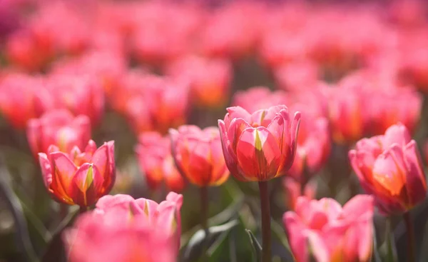 Photo Beautiful Spring Tulips Field — Stock Photo, Image