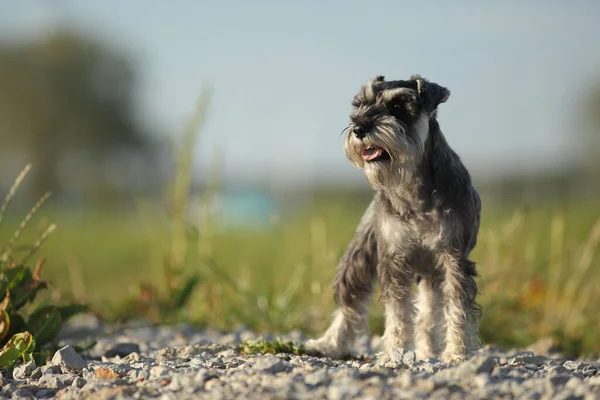 Smal Собака Открытый Портрет Зеленой Траве — стоковое фото