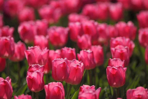 Foto Van Lente Mooie Tulpen Tuin — Stockfoto